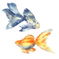 Beautiful blue fish with big fin and goldfish. Hand drawn watercolor vector illustration. Isolated on white background Royalty Free Stock Photo