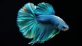 beautiful blue fish on black background Royalty Free Stock Photo