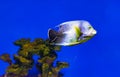 Beautiful blue fish swimming in the aquarium, Pomacanthus semicirculatus, Semicircle angelfish Royalty Free Stock Photo