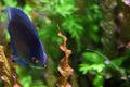 A beautiful blue fish swims among the underwater plants in the ocean. Close up with a bokeh effect. Blurred background with marine Royalty Free Stock Photo