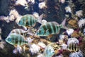 Beautiful blue fishes in Cretaquarium, Azure Wonder: The Enchanting Journey of a Little Blue Fish