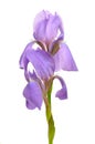 Beautiful Blue Flag Flower (Iris) Royalty Free Stock Photo