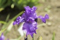 Beautiful blue flag iris flower in the garden Royalty Free Stock Photo