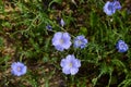 Beautiful blue flax flowers. Flax blossoms. Selective focus, close up. Royalty Free Stock Photo