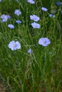 Beautiful blue flax flowers. Flax blossoms. Selective focus, close up. Royalty Free Stock Photo