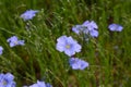 Beautiful blue flax flowers. Flax blossoms. Selective focus, close up. Royalty Free Stock Photo