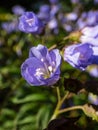 Beautiful blue floral background. Macro shot of flower with light blue-violet petals of spreading Jacob`s ladder Polemonium