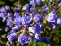 Beautiful blue floral background. Macro shot of flower with light blue-violet petals of spreading Jacob`s ladder Polemonium Royalty Free Stock Photo