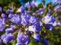 Beautiful blue floral background. Macro shot of flower with light blue-violet petals of spreading Jacob`s ladder Polemonium Royalty Free Stock Photo