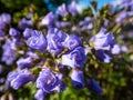 Beautiful blue floral background. Macro shot of flower with light blue-violet petals of spreading Jacob`s ladder Polemonium