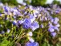 Beautiful blue floral background. Macro shot of flower with light blue-violet petals of spreading Jacob`s ladder Polemonium Royalty Free Stock Photo