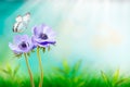 Beautiful blue flower anemones fresh spring morning on nature and fluttering butterfly on soft sunlight background, macro. Spring Royalty Free Stock Photo