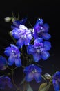 Beautiful blue flower on black Royalty Free Stock Photo