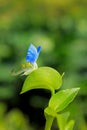 Beautiful blue flower of Ear-leaved Commelina, Commelina auriculata Royalty Free Stock Photo