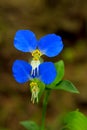 Beautiful blue flower of Ear-leaved Commelina, Commelina auriculata Royalty Free Stock Photo