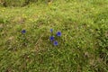Beautiful blue flower, Gentiana acaulis, blooming in Torondon Mountain Royalty Free Stock Photo