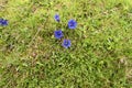 Beautiful blue flower, Gentiana acaulis, blooming in Torondon Mountain Royalty Free Stock Photo