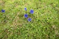 Beautiful blue flower, Gentiana acaulis, blooming in Torondon Mountain Royalty Free Stock Photo