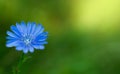 Beautiful blue flower on a green background. Natural wallpaper. Close-up. Copy pace. Selective focus Royalty Free Stock Photo