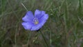 Beautiful blue flower grew up in the forest