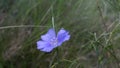 Beautiful blue flower grew up in the woods