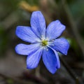 Beautiful blue flower Hepatica nobilis, in a spring sunny day. Macro