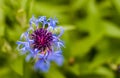 A beautiful blue flower isolated on a green background Royalty Free Stock Photo