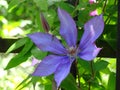 Beautiful blue flower in a meadow Royalty Free Stock Photo