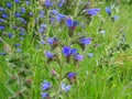 Beautiful blue flower in a meadow Royalty Free Stock Photo