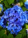 Beautiful blue flower wallpaper image, garden blue flower photo in India