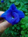 Beautiful blue flower wallpapers, nature