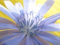 Beautiful blue flower of wild common chicory plant