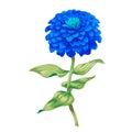 Beautiful blue flower zinnia isolated on white background. A large bud and inflorescence on a stem with green leaves. Botanical ve