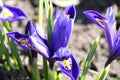 Beautiful blue flowers in all its glory on a bright sunny day Royalty Free Stock Photo