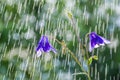 Beautiful blue flowers bells in the summer rain. Aquilegia Royalty Free Stock Photo