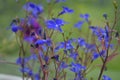 Beautiful blue flowers of blooming lobelia in the beginning of summer. Royalty Free Stock Photo