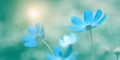 Beautiful blue flowers on blurred pastel green background in sunlight, banner. Cosmos flower. Soft selective focus Royalty Free Stock Photo