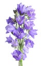 Beautiful blue flowers campanula