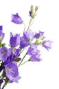 Beautiful blue flowers campanula Royalty Free Stock Photo