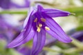 Beautiful blue flowers campanula. macro Royalty Free Stock Photo