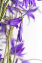 Beautiful blue flowers campanula. macro Royalty Free Stock Photo