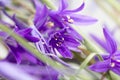 Beautiful blue flowers campanula. macro Royalty Free Stock Photo