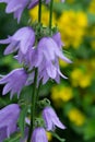 Beautiful blue flowers of Campanula plant The purple bell of Campanula barbata