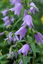 Beautiful blue flowers of Campanula plant The purple bell of Campanula barbata