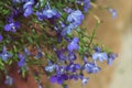 Beautiful blue flowers of climbing Lobelia plant close up Royalty Free Stock Photo