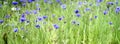 Beautiful blue flowers of cornflowers in meadow, long panoramic view