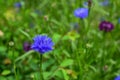 Beautiful blue flowers in the garden. Cornflower, Centaurea cyanus, Asteraceae. Cornflower grass or bachelor flower in the garden Royalty Free Stock Photo