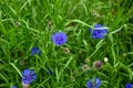 Beautiful blue flowers in the garden. Cornflower, Centaurea cyanus, Asteraceae. Cornflower grass or bachelor flower in the garden Royalty Free Stock Photo