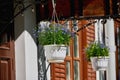 Beautiful blue flowers in a hanging planter. Decorative white pots with blue flowers in summer