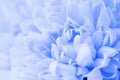 Blue flowers made with color filters, soft color and blur style for background Royalty Free Stock Photo
